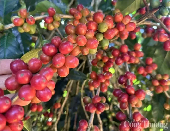 19/05/2025 Giá cà phê Arabica vượt 8.000 USD/tấn, Robusta sát mốc 5.000 USD/tấn