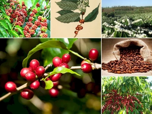 19/06/2025 Giá cà phê Arabica giảm hơn 3% về mức 7.105 USD/tấn