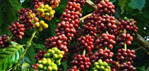 Giá cà phê Robusta tăng hơn 1,1% lên mức 3.660 USD/tấn