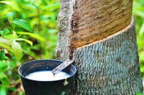 Giá cao su thế giới tăng - giảm trái chiều