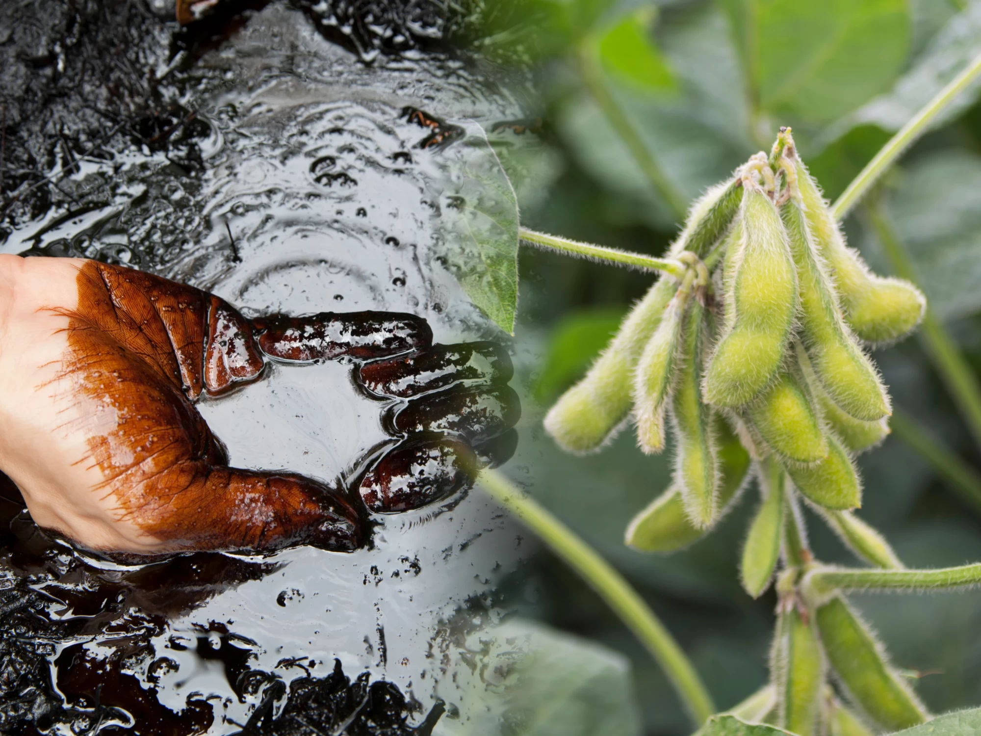 MXV-Index duy trì trên mốc 2.800 điểm phiên thứ 6 liên tiếp