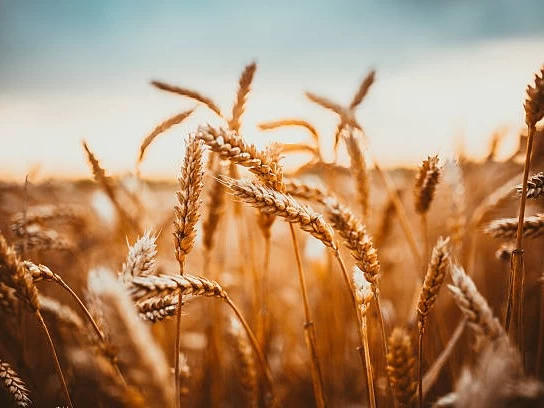 Triển vọng nguồn cung dồi dào kéo giá lúa mì tiếp tục suy yếu